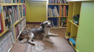Собака у бібліотеці 